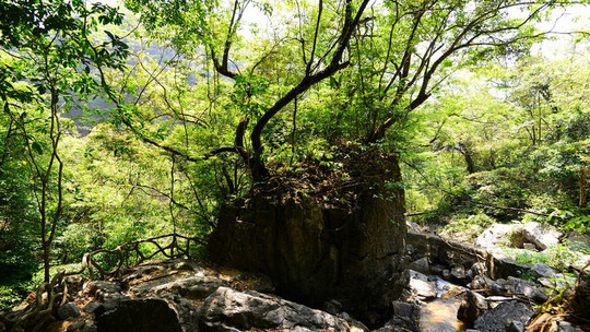 岩中神树