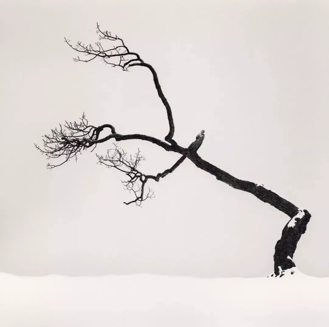 树|摄影|风光摄影|xiaodupi - 原创作品 - 站酷 (ZCOOL)