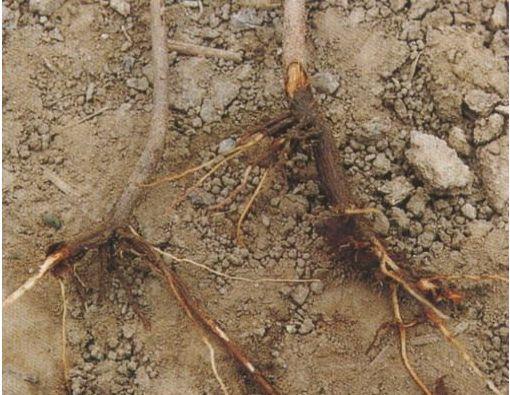 知否知否,油茶全身都是宝!