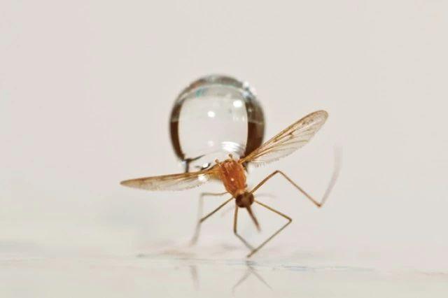 靠搞笑登上《nature》封面，他戴着马桶圈领“诺奖”