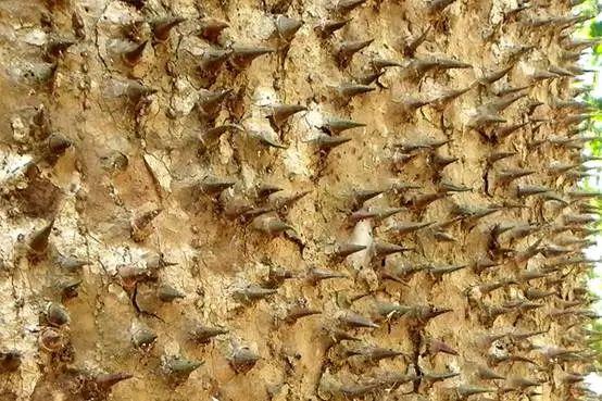 会爆炸的果实真的有,只不过并不是网红炮弹果