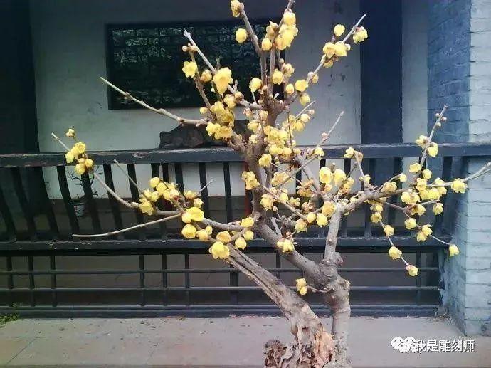 京城顽主盆景,古桩腊梅花盆景