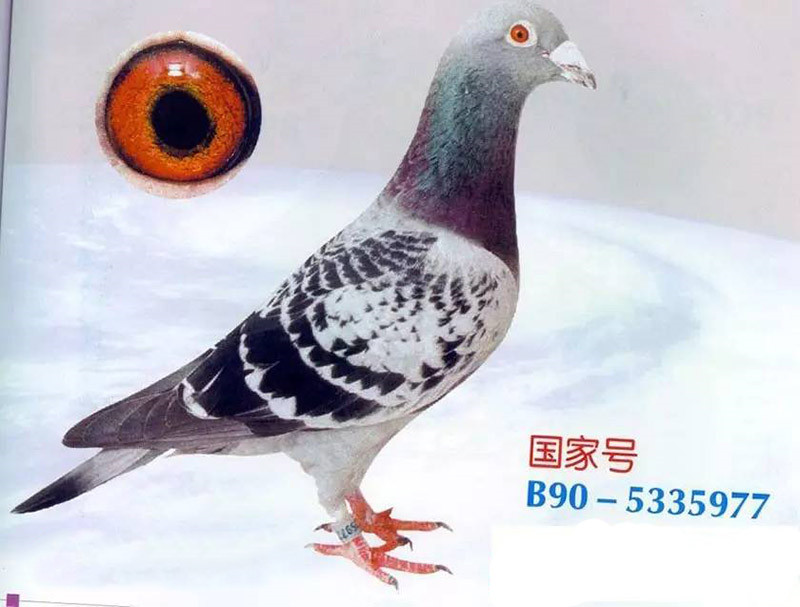 国家号.jpg