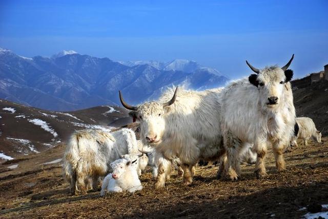 「一城一味」:“马踏飞燕”的武威,揭开一代历史名城的文化年