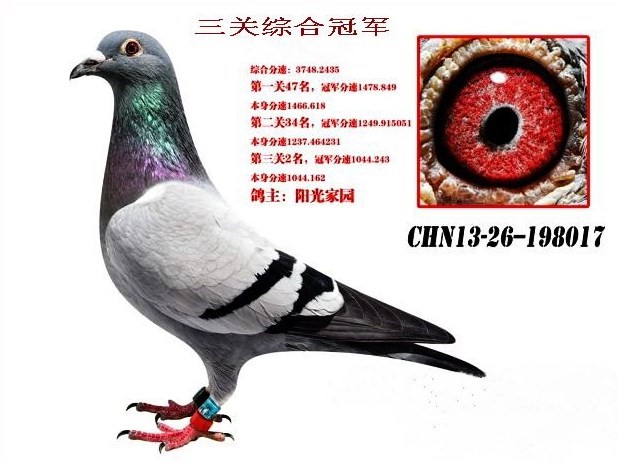速霸龙血系三关综合冠军“传奇”.jpg
