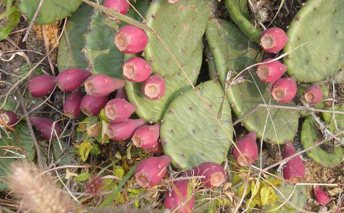 农村这种常见的浑身长刺的植物果实,城里竟是稀罕物,一斤30元