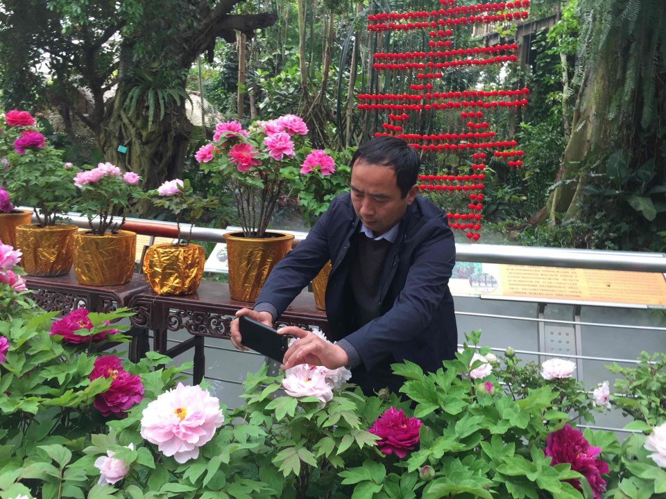 第七届牡丹花展将于2月4日(除夕)在华南植物园开幕