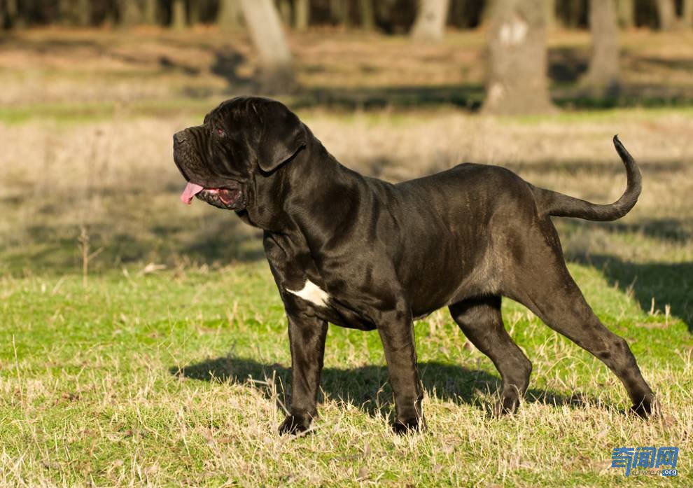 世界上最大的狗都有哪些?爱尔兰猎狼犬甚至可以扑杀野狼
