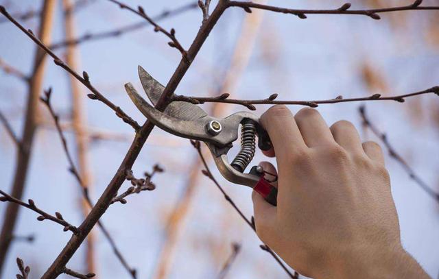 樱桃树栽培技术|甜樱桃萌芽和开花期特点