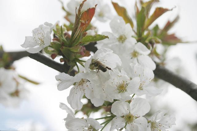 樱桃树栽培技术|甜樱桃萌芽和开花期特点