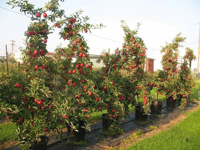 苹果树栽培技术|苹果树简化省工整形修剪法