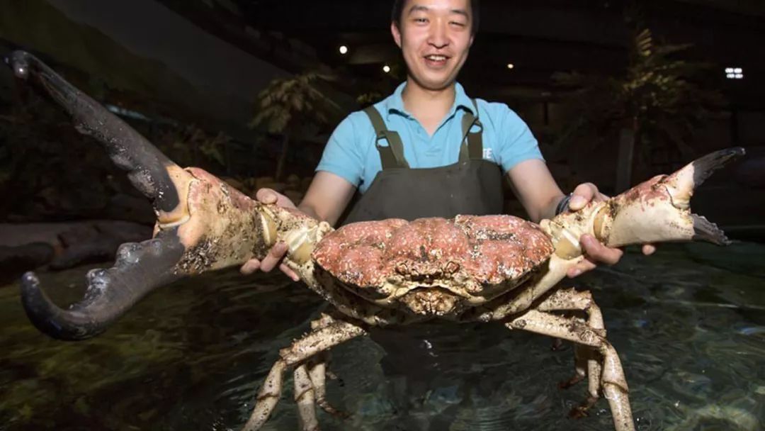 奇闻| 世界上最重的螃蟹, 一只重量能达到72斤,被称为