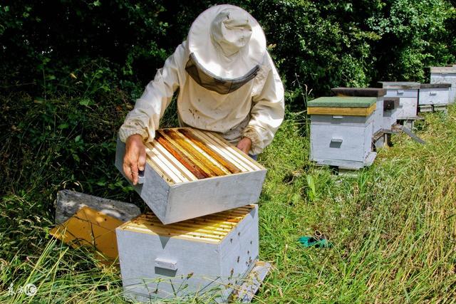 养蜂技术 环境对工蜂的影响