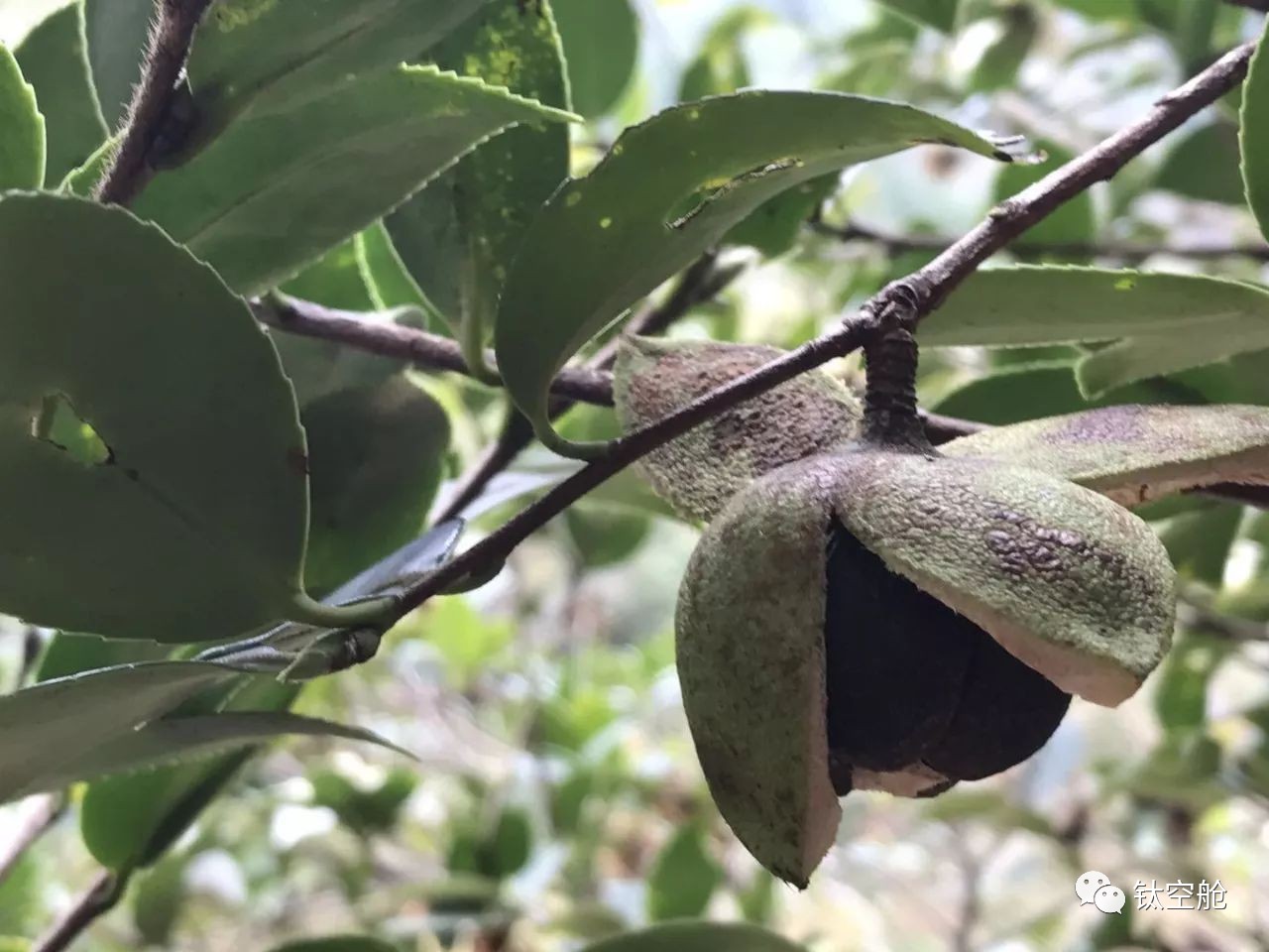 秃顶90后自救指南，一秒起泡，预防干枯分叉，春节不打烊｜大咖荐品
