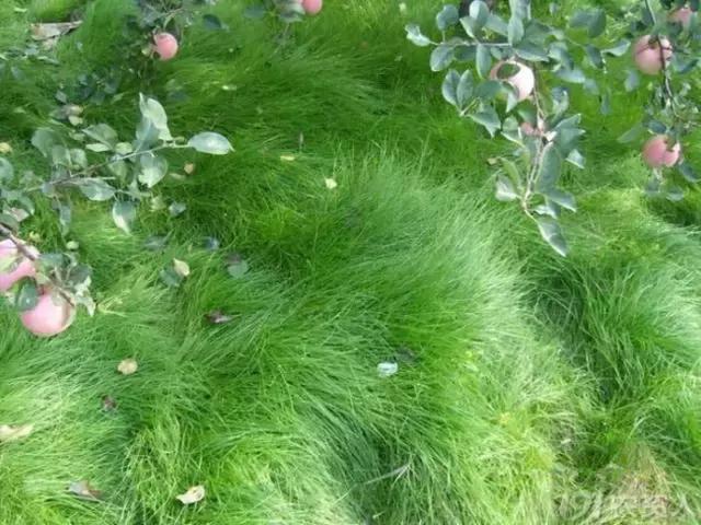 果树栽培高级技术 人工生草草种的选择