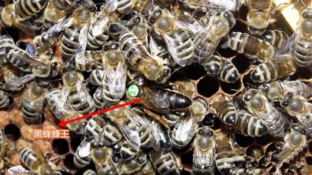蜂头领 蜂王标记方法汇总