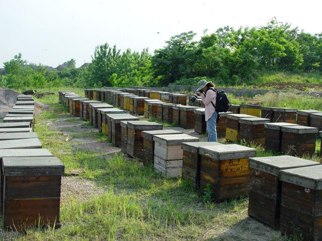 蜂头领 蜂场蜂箱朝向研究