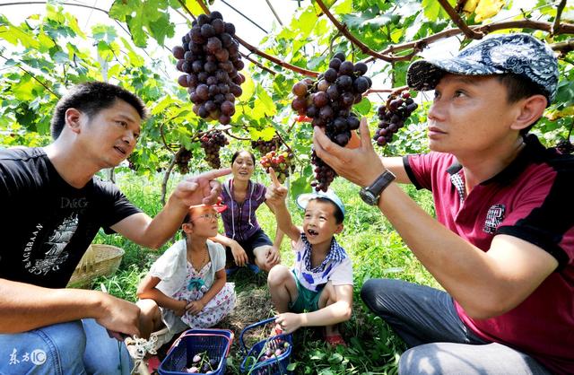 果树建园 生态果园的建设和模式
