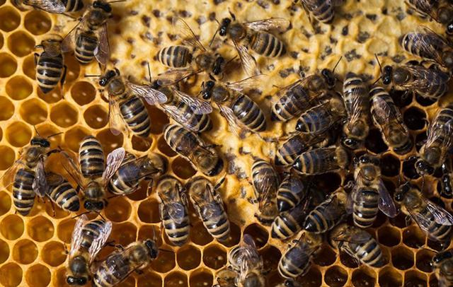 蜂头领 蜜蜂的生活习性