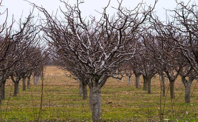 果树建园 旱作山地果树种植技术