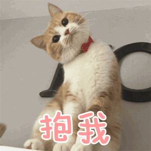 姑娘们，请坐好，本喵带你极速飙车，请注意！这不是开往幼儿园的车 | 精分剧场