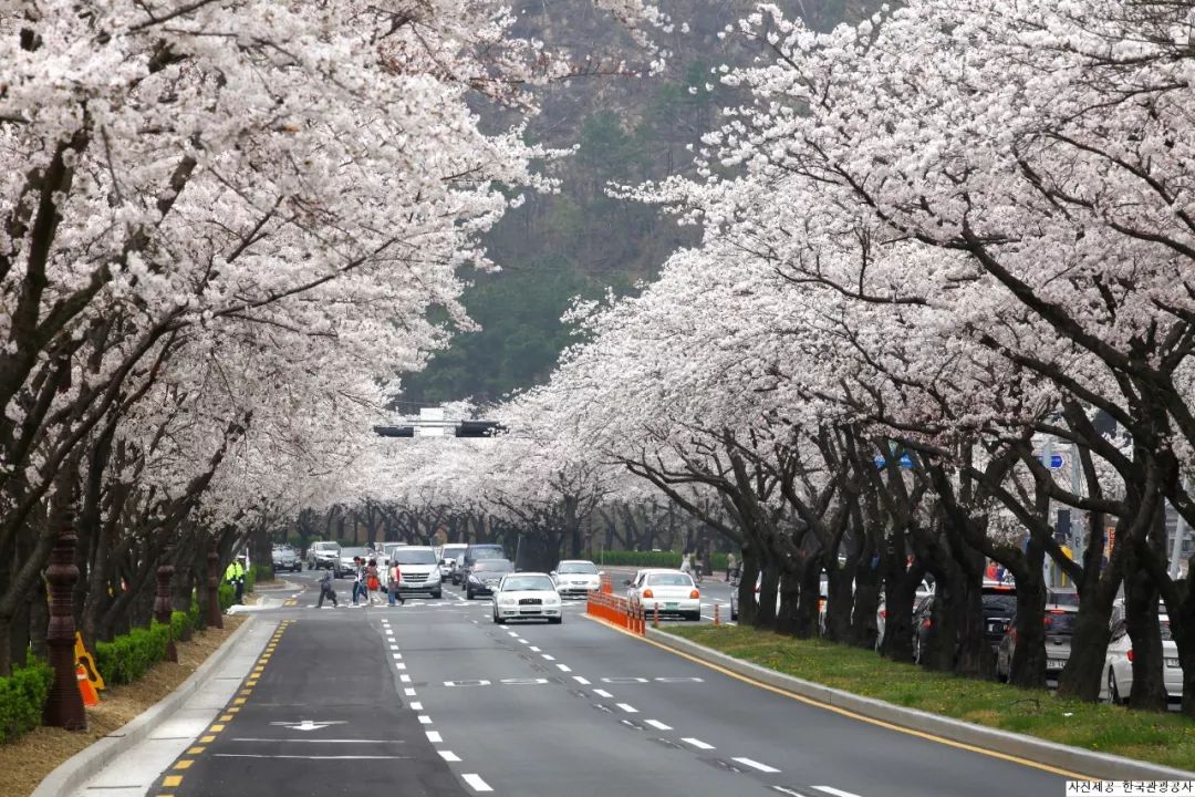 韩国赏樱全攻略:让我们趁着春日一起到首尔淋一场樱花雨吧!