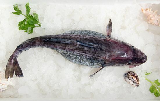海里生,江里死——大马哈鱼