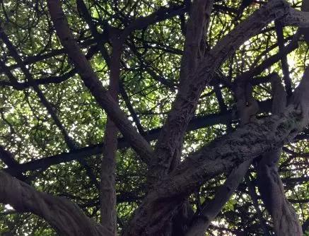 在淘宝逛了5家博物馆，我的钱包被“偷”了……