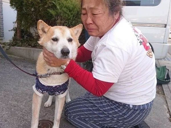 从地震中救出1400只狗狗的她，8年后重遇被救柴犬凤凰网 1660