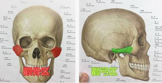 滚动新闻 正文 但她们还有个很大的区别是颧骨,颧骨和颧弓不一样,看