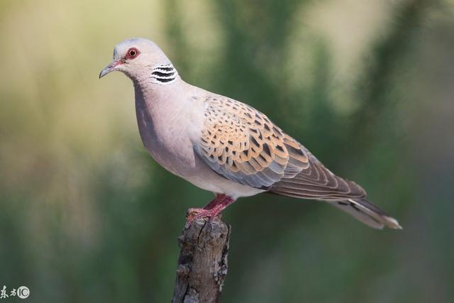 这只鸟形似鸽子却不是鸽子