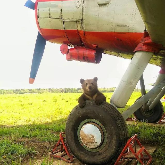 亲手养大的熊bb被坏人骗走，俄罗斯飞行员气到哭：别怕，爸爸来了