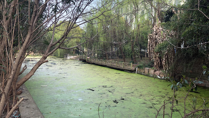 上海还有如此"绿油油"的臭水潭?沪青平公路旁这3段断头河,有河长管吗