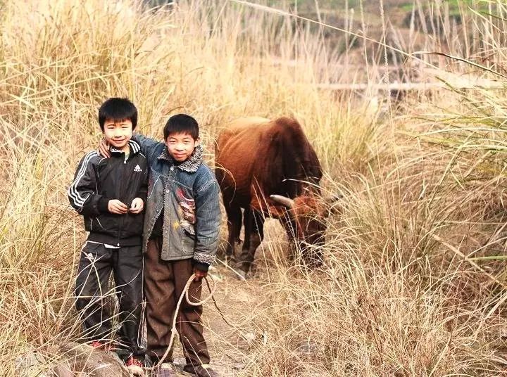 放牛,农村出生孩子基本都经历过,特别是男孩,放牛是最无聊的时候,在