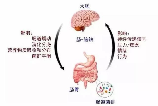 肠道微生物通过其代谢物丙酸盐对血脑屏障起保护作用