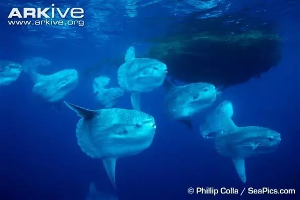 从2毫米长到3米,翻车鱼的“长高”秘诀能告诉我吗?