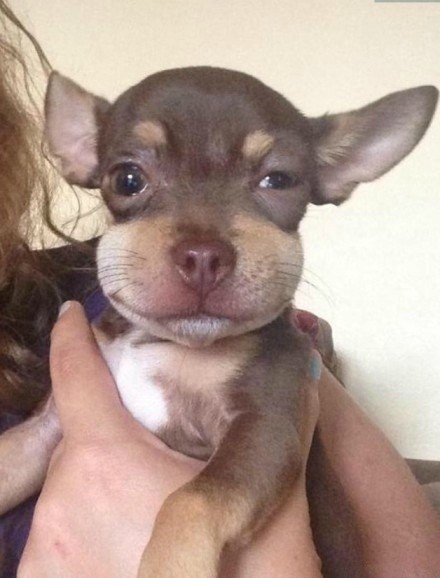 搞笑分享:狗狗被马蜂蛰后,真是太逗了,各式各样的奇葩包子脸!