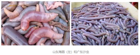 吃虫的广东,无奇不有