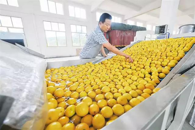 中国柠檬产业报告