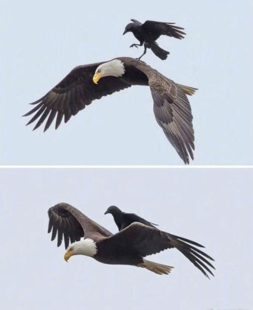 عһˡ