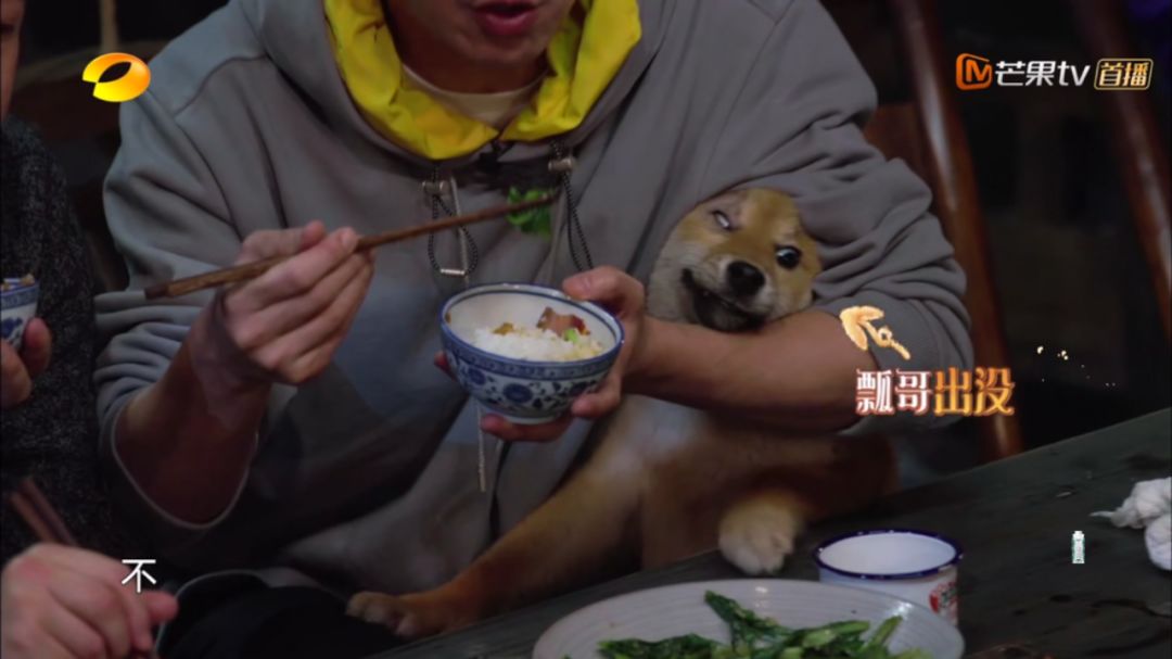 看了《向往的生活》一个都别想