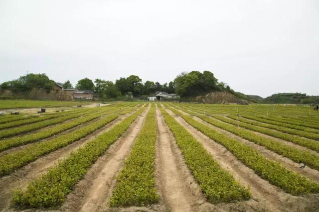 五一去哪玩?咸宁旅游攻略|通城篇