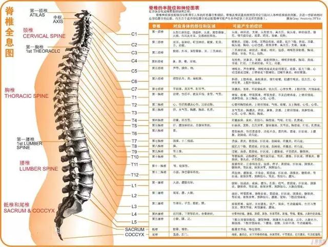 看懂这张图,穴位不用找(人体全息图)