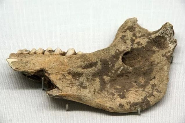 日本猪 頭蓋骨 ⑩ 日本イノシシ 骨 猪 頭蓋骨 下顎付 レア