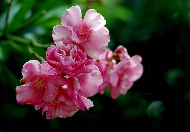 481f4cda4269424d812a308bccb8ffb9.jpg 481f4cda4269424d812a308bccb8ffb9.jpg