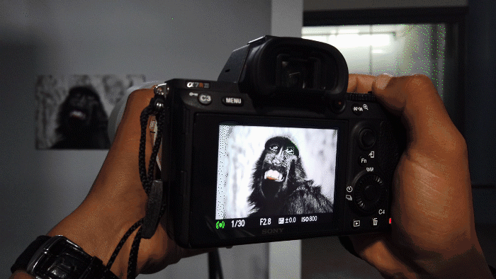 索尼眼控对焦升级 索尼a7r3动物眼控实拍体验