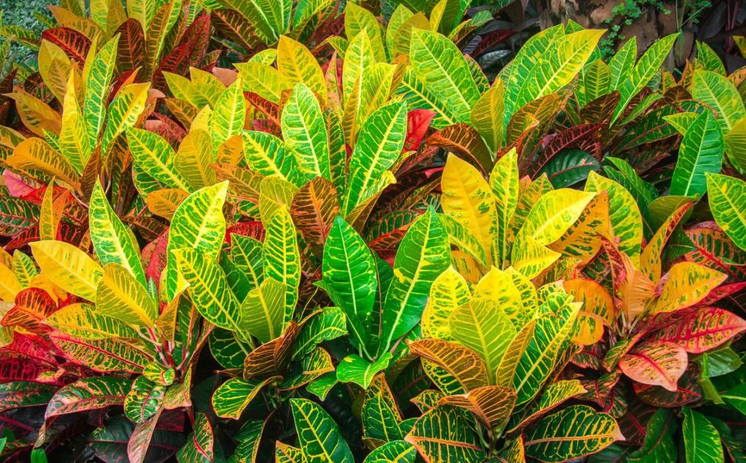 彩叶树种是指其叶片,茎杆等常年呈现出异色(非绿色)的植物,通常包括观