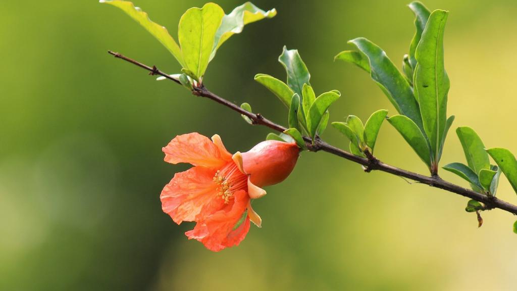 石榴花诗词精选二十三首 五月榴花照眼明,枝间时见子初成