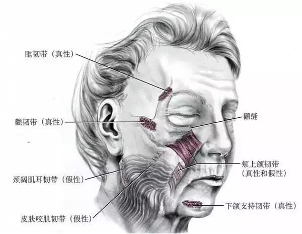面部支持韧带的作用就是连接皮肤与骨膜,固定面部皮肤,让皮肤牢牢的