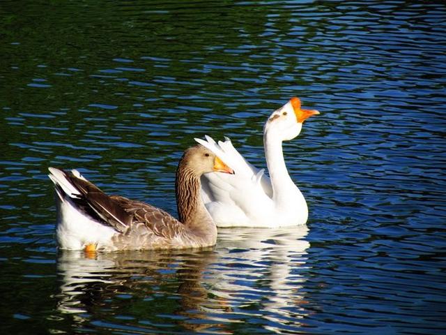 养鹅必备小手册,初养者的经验速成法,品种选择要慎重,已入手